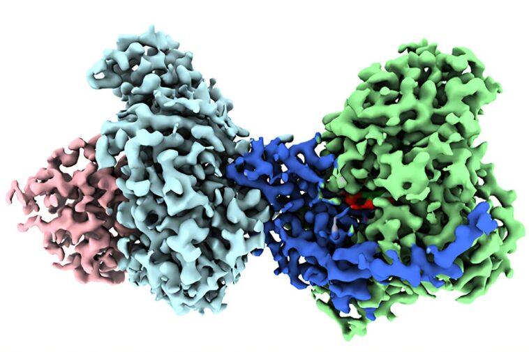 Cryo-em Geleses the Funk: les scientifiques visualisent une protéine piquante Cryo-em Geleses the Funk: les scientifiques visualisent une protéine piquante