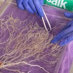 Des cultures génétiquement améliorées proposées comme solution évolutive pour l'élimination du CO₂