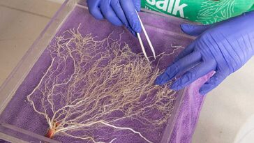 Des cultures génétiquement améliorées proposées comme solution évolutive pour l'élimination du CO₂