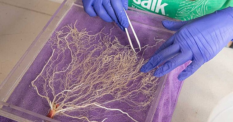 Des cultures génétiquement améliorées proposées comme solution évolutive pour l'élimination du CO₂ Des cultures génétiquement améliorées proposées comme solution évolutive pour l'élimination du CO₂