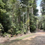 Des produits hautement oxydés d'isoprène - les voies de chimie atmosphériques pourraient conduire à la formation mondiale d'aérosols Des produits hautement oxydés d'isoprène - les voies de chimie atmosphériques pourraient conduire à la formation mondiale d'aérosols