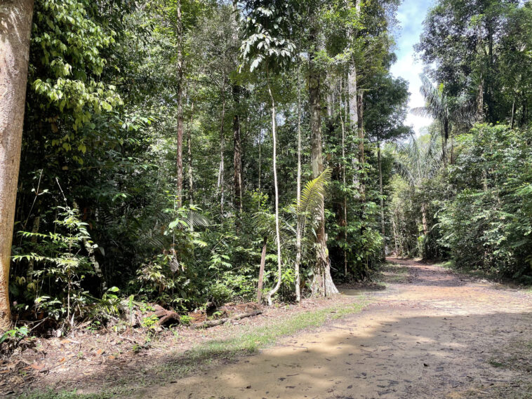 Des produits hautement oxydés d'isoprène - les voies de chimie atmosphériques pourraient conduire à la formation mondiale d'aérosols