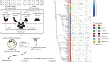 Eau potable identifiée comme voie clé pour la transmission bactérienne