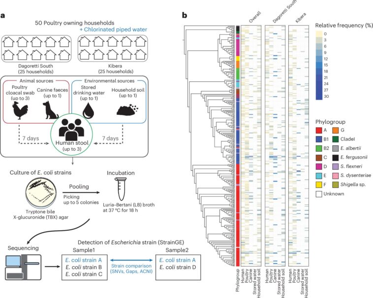 Eau potable identifiée comme voie clé pour la transmission bactérienne