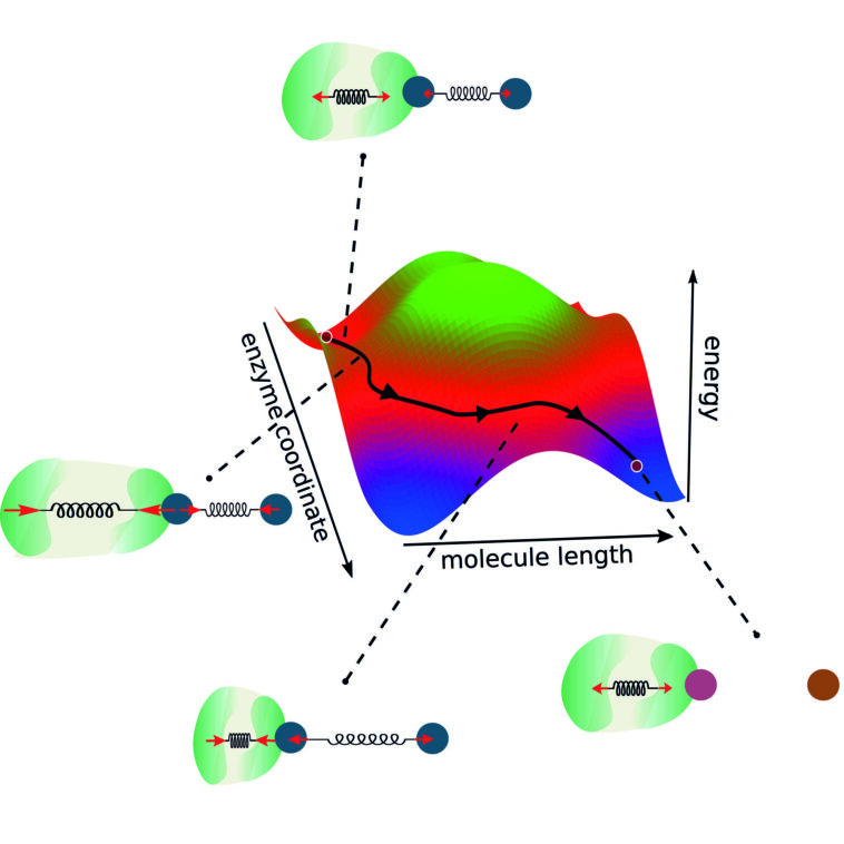 Instructions d'assemblage pour les enzymes: les règles universelles peuvent aider à concevoir une enzyme optimale à partir de zéro Instructions d'assemblage pour les enzymes: les règles universelles peuvent aider à concevoir une enzyme optimale à partir de zéro