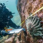 L'eau fraîche pourrait protéger les étoiles de mer d'une maladie mystérieuse