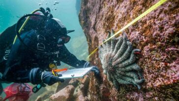 L'eau fraîche pourrait protéger les étoiles de mer d'une maladie mystérieuse