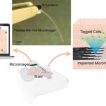 L'imageur flexible plus mince qu'un cils peut capturer l'activité cérébrale