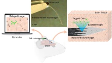 L'imageur flexible plus mince qu'un cils peut capturer l'activité cérébrale