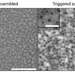 La bactérie récupérée du compost pourrait réduire les effets secondaires des médicaments de chimiothérapie