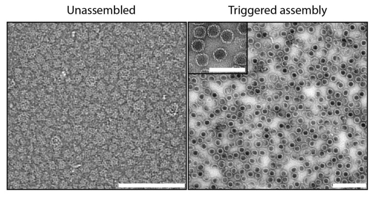 La bactérie récupérée du compost pourrait réduire les effets secondaires des médicaments de chimiothérapie La bactérie récupérée du compost pourrait réduire les effets secondaires des médicaments de chimiothérapie