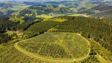 La combinaison du boisement et de l'élimination du co₂ océanique pourrait réduire la pression sur les zones terrestres