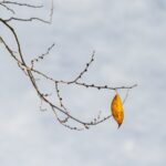 La géométrie d'une feuille détermine si elle tombe loin de son arbre La géométrie d'une feuille détermine si elle tombe loin de son arbre