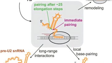 La méthode biochimique offre la vue sur les premiers stades de la production d'ARN