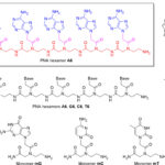 La molécule de type ADN peut survivre aux conditions de nuages ​​de type Vénus