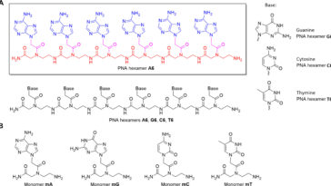 La molécule de type ADN peut survivre aux conditions de nuages ​​de type Vénus