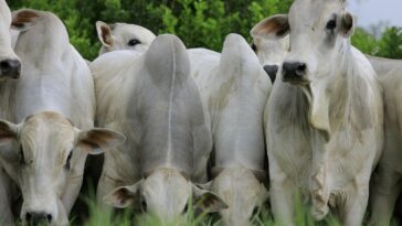 La production de bœuf émet plus de deux fois les cibles de gaz à effet de serre, selon une étude brésilienne