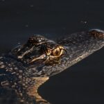 La sécheresse sévère tendu la faune et le tourisme dans les Everglades en Floride