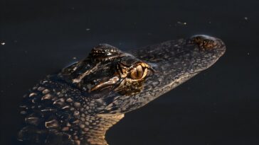 La sécheresse sévère tendu la faune et le tourisme dans les Everglades en Floride