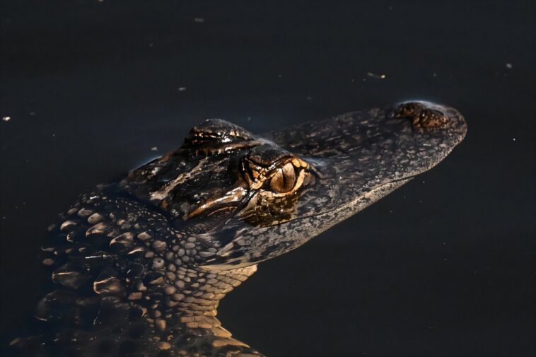 La sécheresse sévère tendu la faune et le tourisme dans les Everglades en Floride