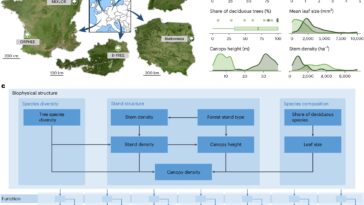 La structure forestière et la diversité peuvent façonner les avantages pour la santé
