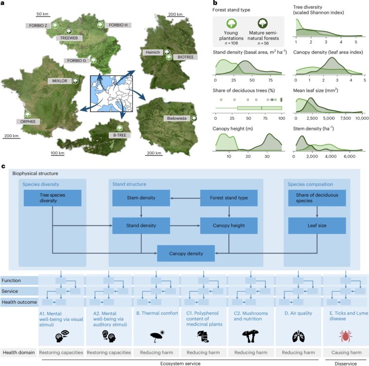 La structure forestière et la diversité peuvent façonner les avantages pour la santé La structure forestière et la diversité peuvent façonner les avantages pour la santé
