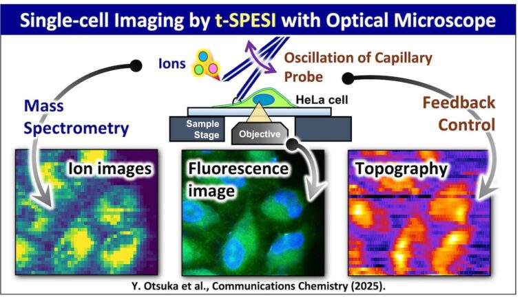 La technique d'imagerie avancée mappe la composition chimique des cellules individuelles dans les tissus La technique d'imagerie avancée mappe la composition chimique des cellules individuelles dans les tissus