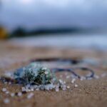 Le Royaume-Uni prend derrière les efforts internationaux alors que les microplastiques infiltrent la nourriture, les corps et les écosystèmes, avertissent les chercheurs Le Royaume-Uni prend derrière les efforts internationaux alors que les microplastiques infiltrent la nourriture, les corps et les écosystèmes, avertissent les chercheurs