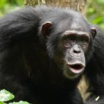 Le bavardage de chimpanzé ressemble beaucoup plus à la langue humaine qu'on ne le pensait auparavant