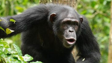 Le bavardage de chimpanzé ressemble beaucoup plus à la langue humaine qu'on ne le pensait auparavant
