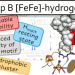Le biocatalyste stable à l'oxygène d'une bactérie thermophile pourrait stimuler la production d'hydrogène Le biocatalyste stable à l'oxygène d'une bactérie thermophile pourrait stimuler la production d'hydrogène
