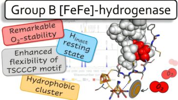 Le biocatalyste stable à l'oxygène d'une bactérie thermophile pourrait stimuler la production d'hydrogène
