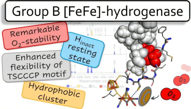 Le biocatalyste stable à l'oxygène d'une bactérie thermophile pourrait stimuler la production d'hydrogène Le biocatalyste stable à l'oxygène d'une bactérie thermophile pourrait stimuler la production d'hydrogène