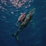 Le corps de l'ONU avertit sur l'ordre d'extraction de la mer de Trump