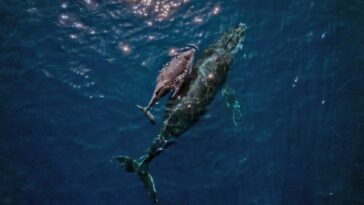 Le corps de l'ONU avertit sur l'ordre d'extraction de la mer de Trump