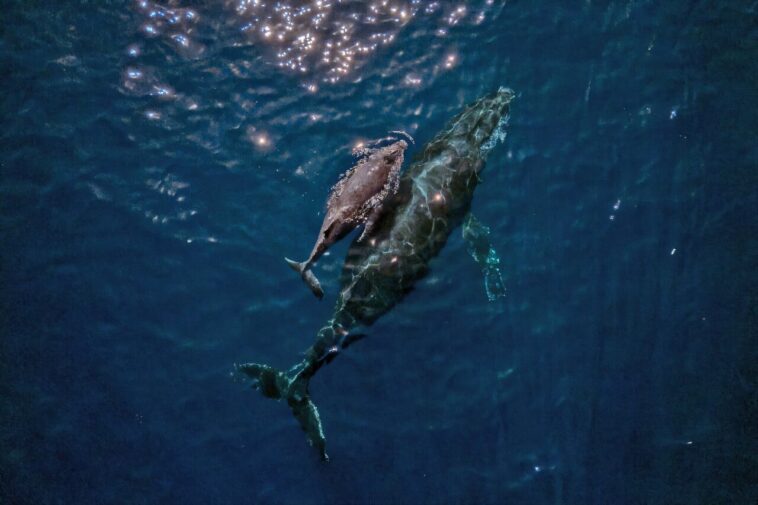 Le corps de l'ONU avertit sur l'ordre d'extraction de la mer de Trump