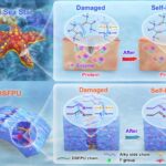 Le polyuréthane inspiré des étoiles rouges permet une auto-guérison sous-marine rapide Le polyuréthane inspiré des étoiles rouges permet une auto-guérison sous-marine rapide