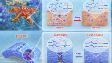 Le polyuréthane inspiré des étoiles rouges permet une auto-guérison sous-marine rapide