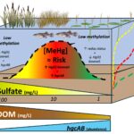 Le ruissellement du soufre amplifie les concentrations de mercure en Floride Everglades