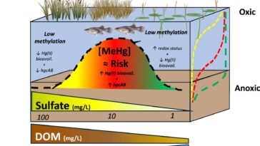 Le ruissellement du soufre amplifie les concentrations de mercure en Floride Everglades