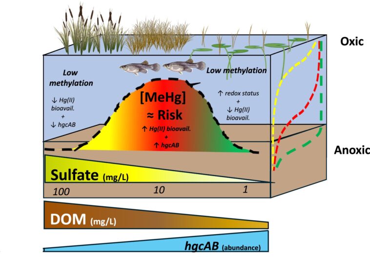 Le ruissellement du soufre amplifie les concentrations de mercure en Floride Everglades