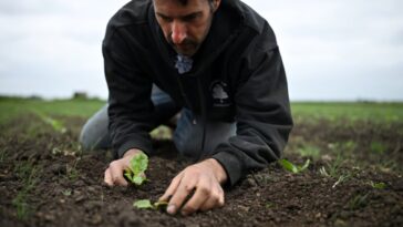 Les agriculteurs britanniques prient pour la pluie au milieu du printemps le plus sec depuis 1852