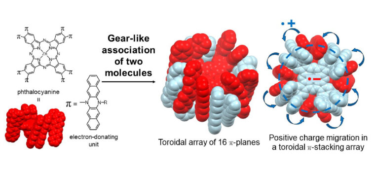 Les anneaux moléculaires synthétiques recréent le flux d'énergie trouvé dans les plantes Les anneaux moléculaires synthétiques recréent le flux d'énergie trouvé dans les plantes