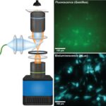 Les capteurs d'image Quanta mettent des signaux bioluminescents dans un foyer plus net