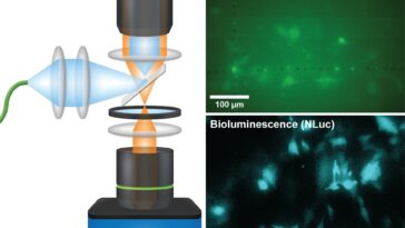 Les capteurs d'image Quanta mettent des signaux bioluminescents dans un foyer plus net