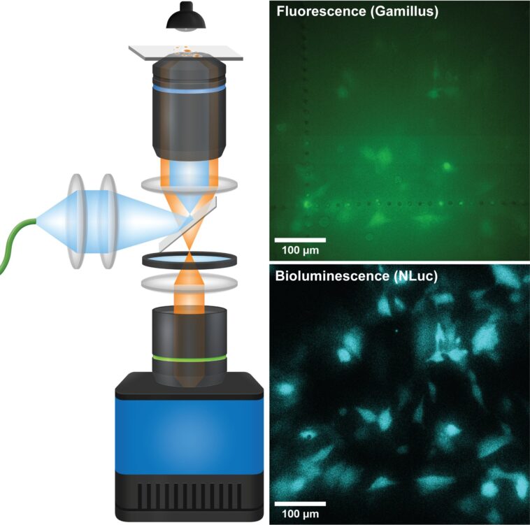 Les capteurs d'image Quanta mettent des signaux bioluminescents dans un foyer plus net