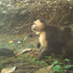 Une image d'un capucin avec un nourrisson de singe hurleur enlevé sur le dos