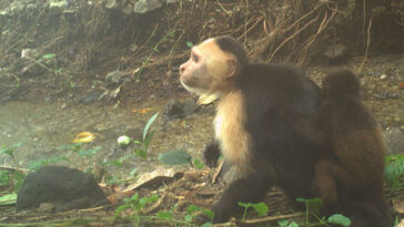 Une image d'un capucin avec un nourrisson de singe hurleur enlevé sur le dos