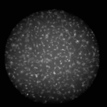 Les cellules «silencieuses» jouent un rôle surprenant dans le fonctionnement du cerveau Les astrocytes des rats implactent la lumière, ce qui indique leur activité.