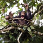 A juvenile chimpanzee drumming in Bossou, Guinea